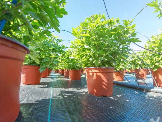 FOLIE AGROTEXTILĂ 1.6 X 20-70G/M2