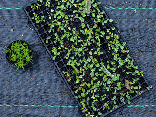 FOLIE AGROTEXTILĂ 1.6 X 20-70G/M2