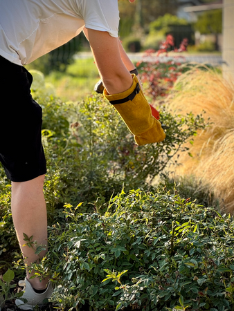MĂNUȘI PROTECȚIE ÎNGRIJIRE TRANDAFIRI, 9
