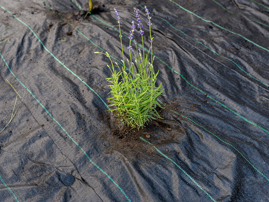 FOLIE AGROTEXTILĂ 70 G - 1,6X50M