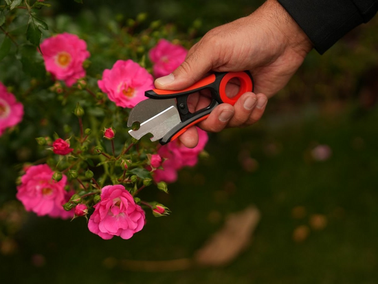 FOARFECĂ PT FLORI CU SPINI