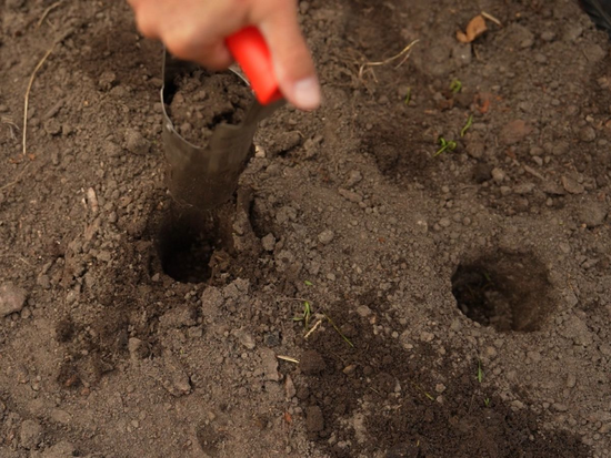 PLANTATOR BULBI, CAP OȚEL INOXIDABIL